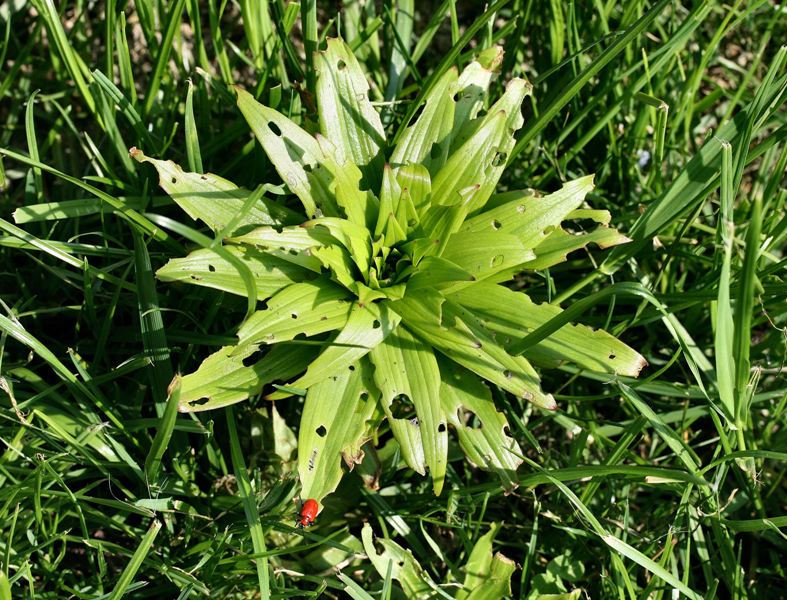 Criocera del giglio
